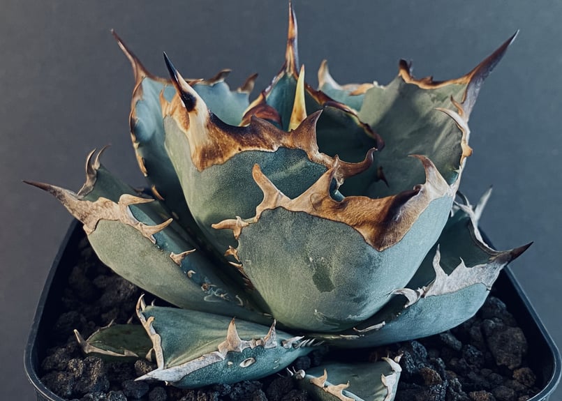 アガベ チタノタ　阿修羅　子株　オテロイ  agave titanota