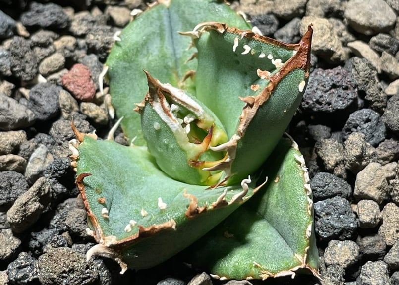 アガベ・チタノタ 鰐亀(芽)-004|agave titanota alligator sna アガベ・チタノタ 鰐亀(芽)-004|agave titanota alligator sna