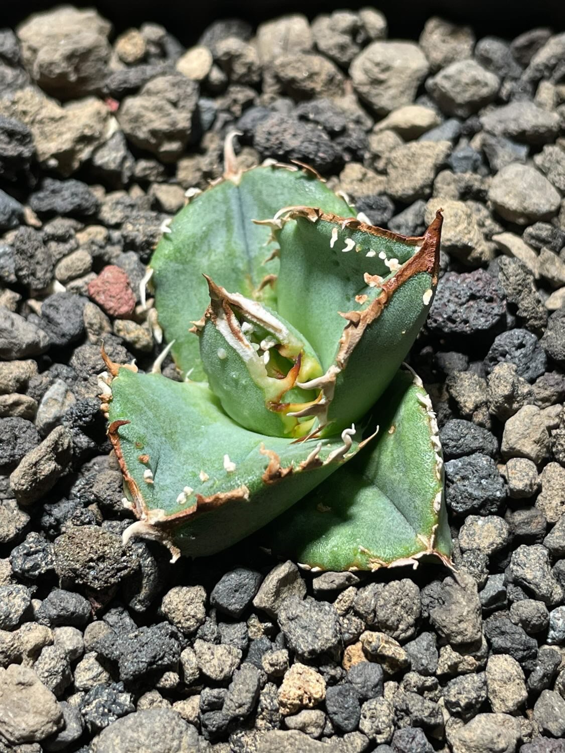 アガベ・チタノタ 鰐亀(芽)-004|agave titanota alligator sna アガベ・チタノタ 鰐亀(芽)-004|agave titanota alligator sna