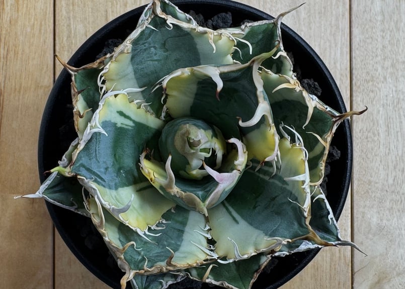 アガベ・チタノタ白鯨（覆輪）中-005｜agave titanota white