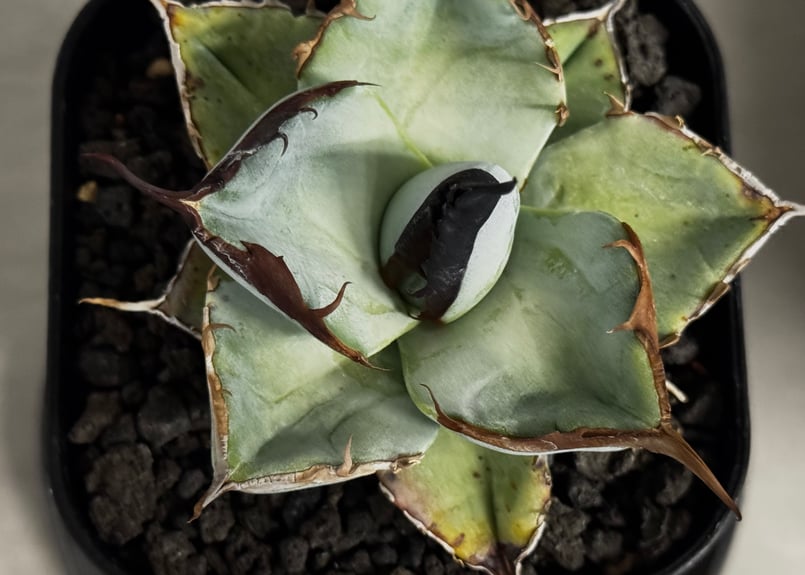 アガベ・チタノタ LQH_土（芽）006｜agave titanota saturn | Pl