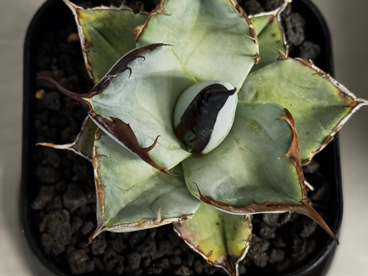 アガベ・チタノタ LQH_土（芽）006｜agave titanota saturn | Pl