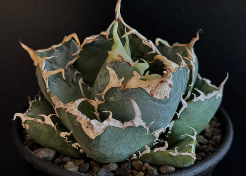 アガベ・チタノタ白鯨（厳選コンパクト）-011｜agave titanota white wh 