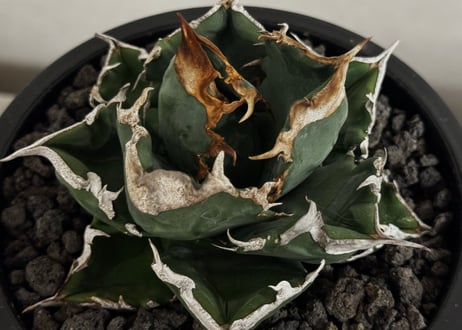 アガベ・チタノタ 白火焔(中株/台湾Hanes)-031｜agave titanota white flame