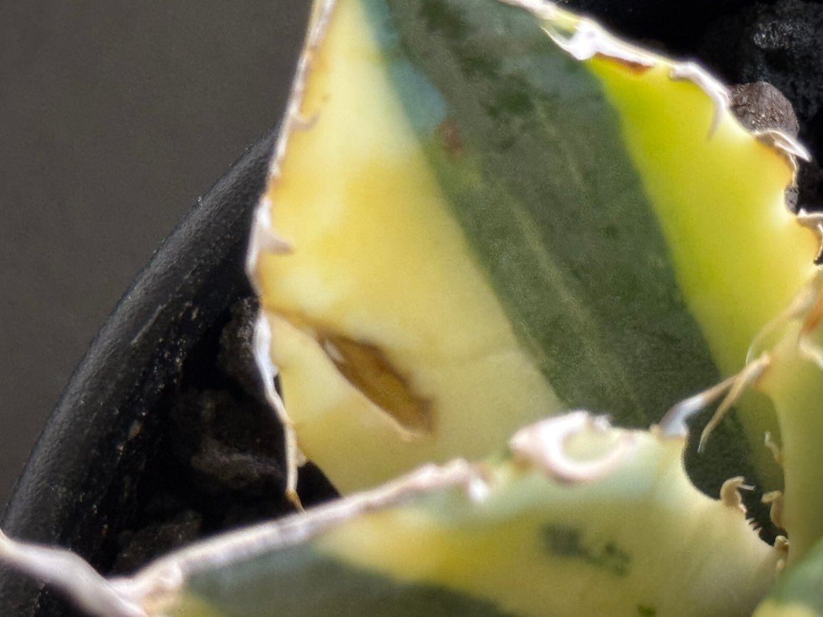 アガベ・チタノタ白鯨（縞斑）中-002｜agave titanota white