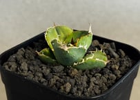 アガベ・チタノタ 巨歯鯊(芽)-003｜agave titanota megalodon |