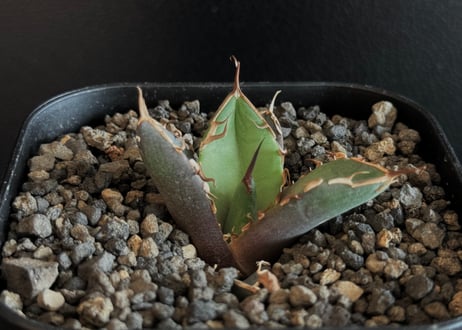CATEGORY Titanota ghost claw｜鬼爪 | Plus_Plants S