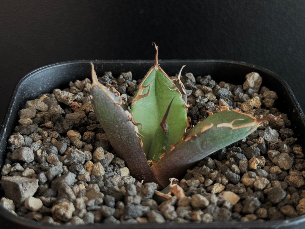 アガベ・チタノタ 鬼爪※注 (芽)-005|agave titanota Mean Strea アガベ・チタノタ 鬼爪※注 (芽)-005|agave titanota Mean Strea