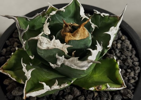 アガベ・チタノタ 白火焔(中株/台湾Hanes)-034｜agave titanota white flame