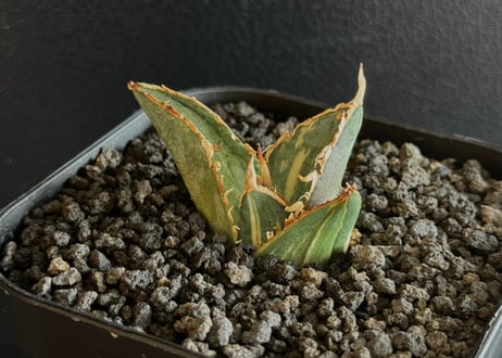 アガベ チタノタ 白鯨3 縞斑入り 706【上澳園芸】 アガベ チタノタ