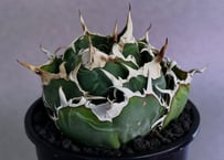 アガベ・チタノタ白鯨（厳選コンパクト）-045｜agave titanota white whale