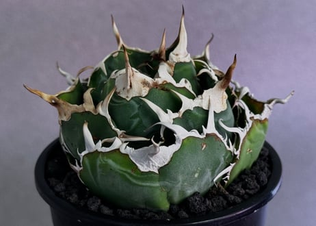 アガベ・チタノタ白鯨（厳選コンパクト）-045｜agave titanota white whale