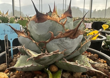 アガベ・チタノタ LQH_土（芽）011｜agave titanota saturn