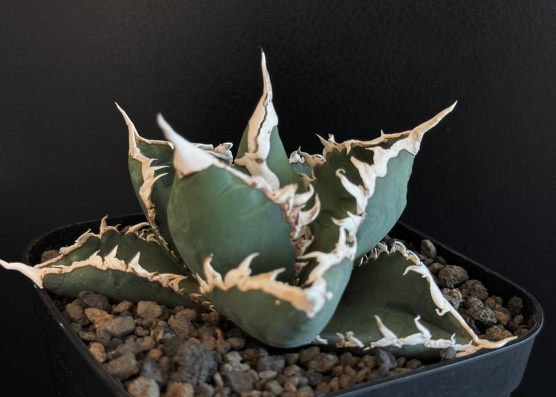 アガベ・チタノタ 狼人(小株)-027|agave titanota were wolf アガベ・チタノタ 狼人(小株)-027|agave titanota were wolf