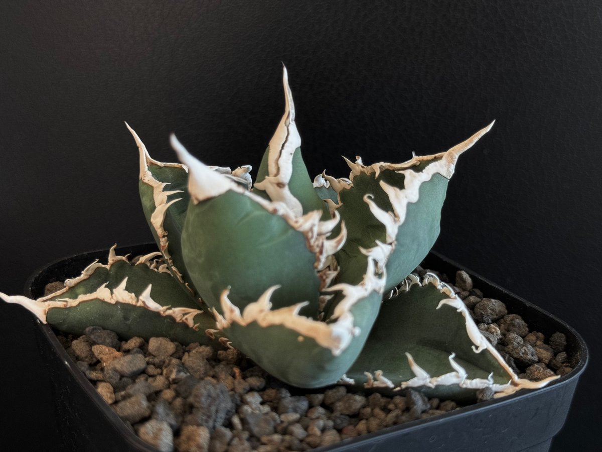 アガベ・チタノタ 狼人(小株)-027|agave titanota were wolf アガベ・チタノタ 狼人(小株)-027|agave titanota were wolf