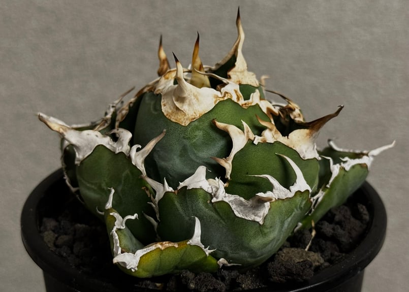 アガベ・チタノタ白鯨(厳選コンパクト)-044|agave titanota アガベ・チタノタ白鯨(厳選コンパクト)-044|agave titanota