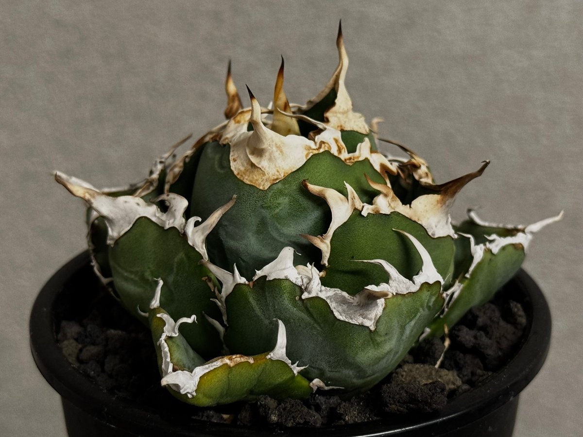 アガベ 白鯨　鋭棘　コンパクト アガベ・チタノタ白鯨（厳選コンパクト）-044｜agave titanota white wh