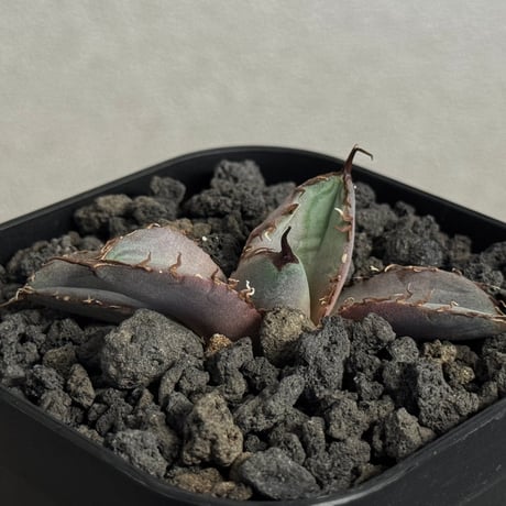 チタノタ白妖 | STORES