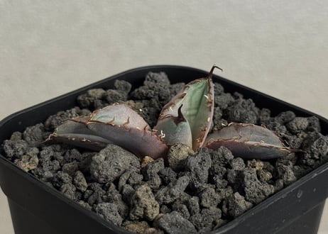 アガベセット アガベ おまかせ3苗セット 2号ポット苗 : 苗木部 花ひろば