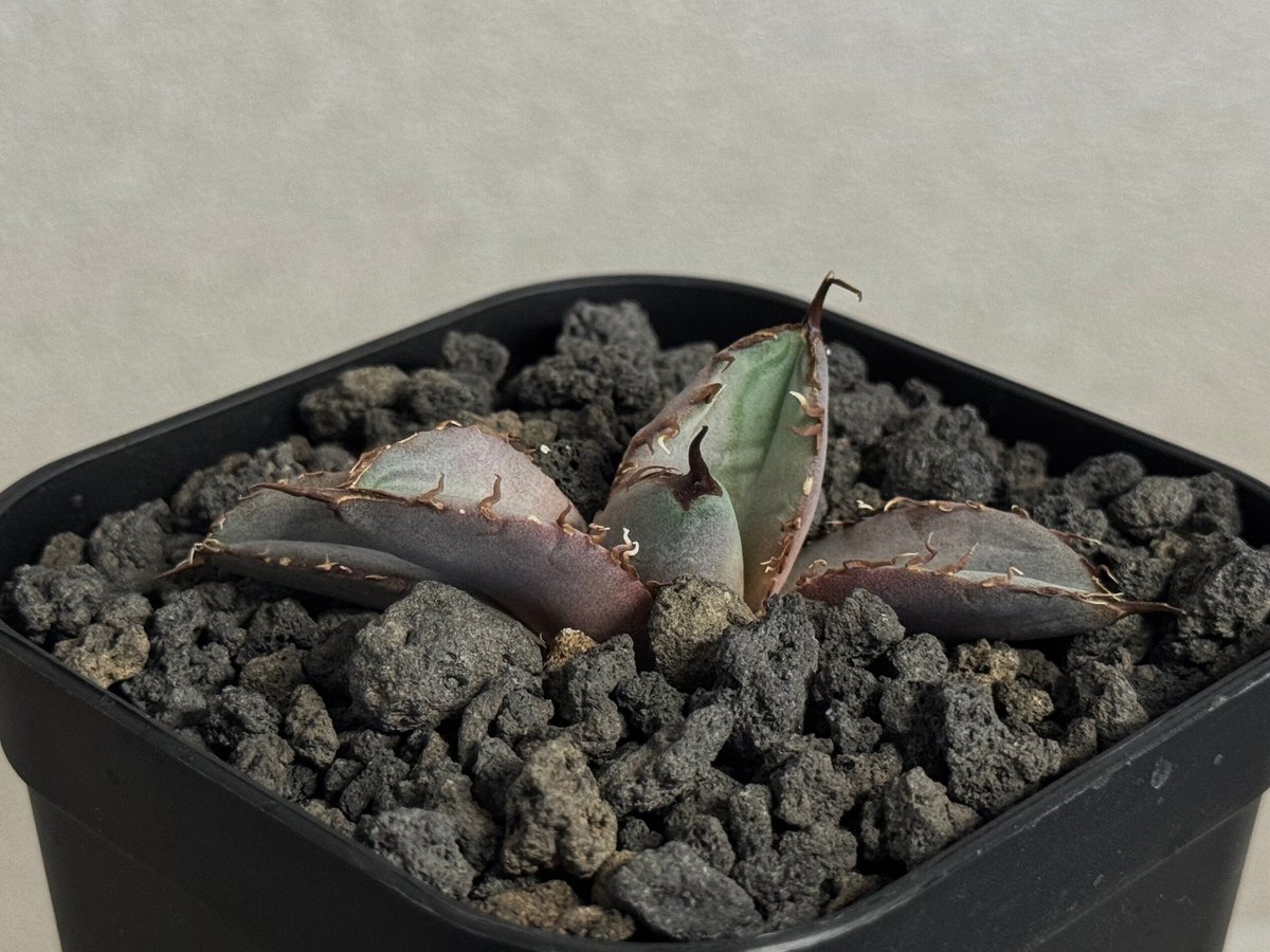 アガベ・チタノタ LQH_木（芽）005｜agave titanota jupiter | P