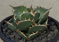 発根済み アガベ チタノタ　COK c.g01 追星 cok アガベ・チタノタ CG01 追星（芽/大）-011｜agave CG01/Cok