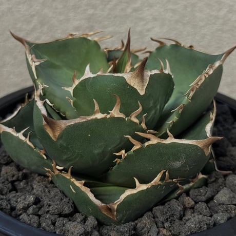 アガベ　阿修羅　NO,2 アガベ チタノタ アガベ チタノタ “阿修羅” “阿修羅丸” (発根済み