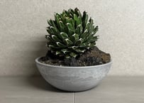 アガベ・笹の雪 盆栽仕立て-001｜agave victoriae-reginae