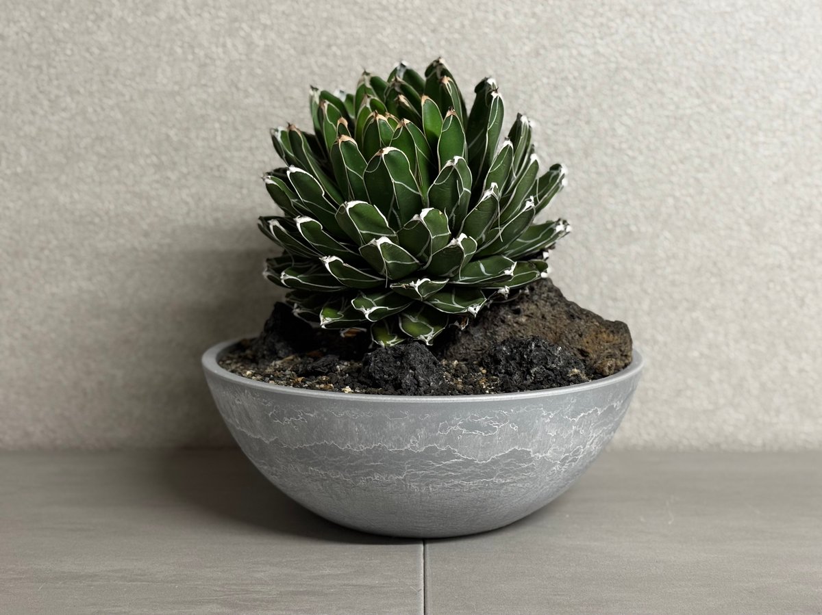 アガベ・笹の雪 Habitat Style-001｜agave victoriae-regin