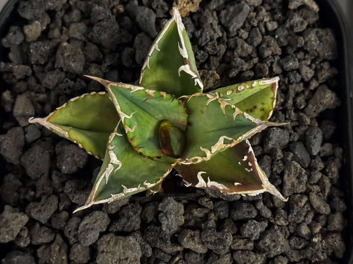 アガベ・チタノタ 落雪（芽）-003｜agave titanota falling snow