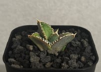 アガベ・チタノタ 白火焔(小株)-026｜agave titanota white flame
