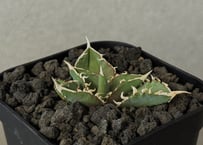 アガベ・チタノタ 皇冠(台湾Lize産)-004｜agave titanota Crown |