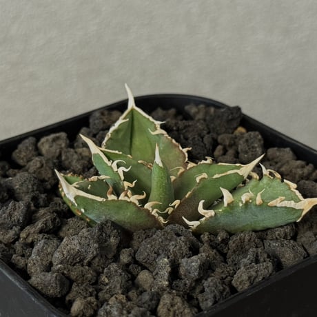 w*s様 アガベ　チタノタ　白毫刺 アガベ・チタノタ 白毫刺（芽）-007｜agave titanota