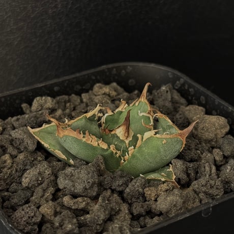 【goodtaniku】疣猪　tc 大サイズ　送料込み goodtaniku】疣猪 tc 大サイズ 送料込み