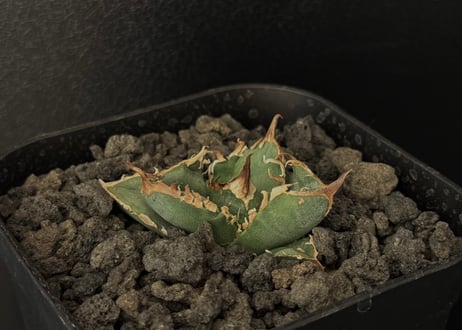 CATEGORY Titanota warthog｜疣猪 | Plus_Plants STORE