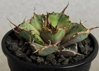 アガベ・チタノタ 圓葉拇指(フィリグリー)_ボールタイプ小-003｜agave