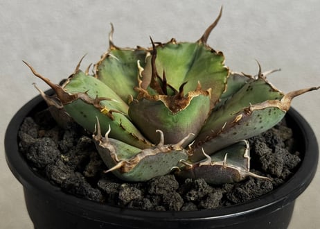 アガベ・チタノタ 澳洲鑽石(芽)-007｜agave titanota australia diamond