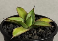アガベ・笹の雪×イシスメンシス ハイブリッド（芽）-009｜ agave victoriae-reginae x isthmensis