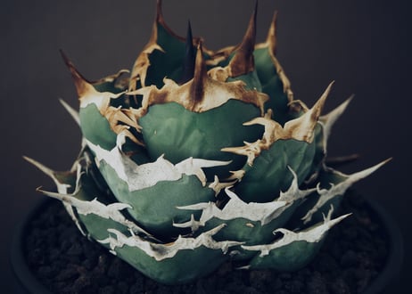 アガベ・チタノタ 黒犀牛（芽）-040｜agave titanota black rhino