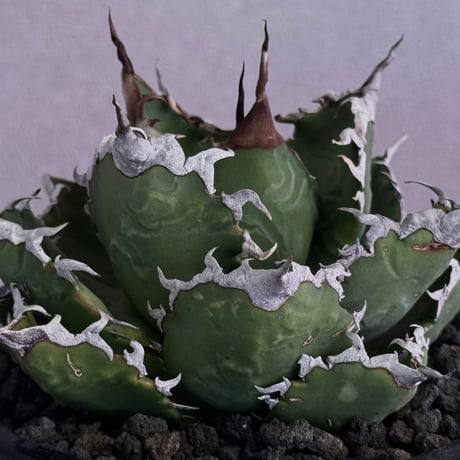 夕映厳龍 | STORES