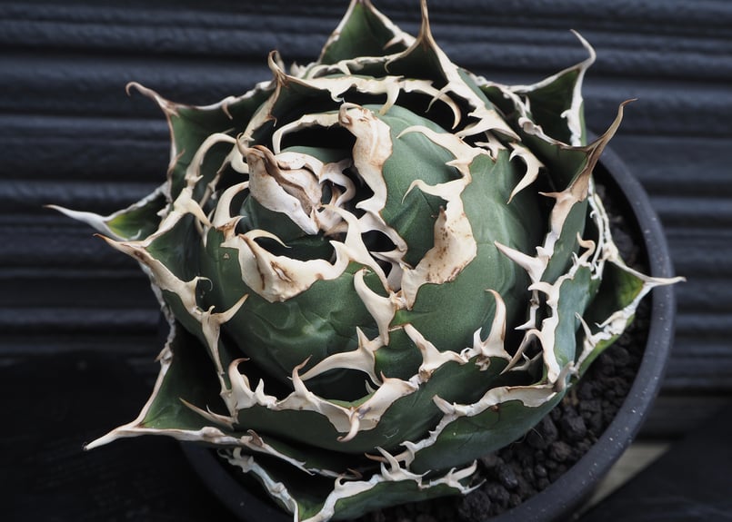 アガベ・チタノタ白鯨（ボールタイプ）大-040｜agave titanota white wh