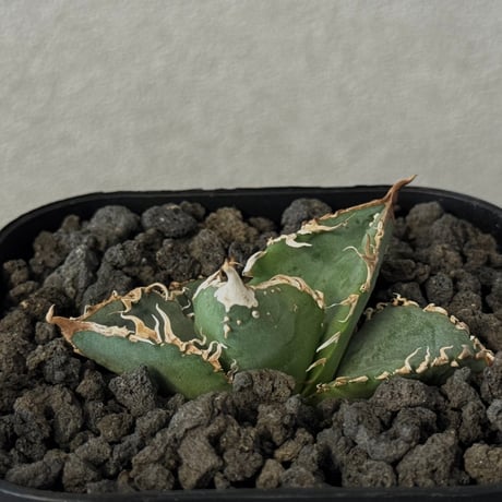 チタノタ　ルナ　LUNA titanota | STORES