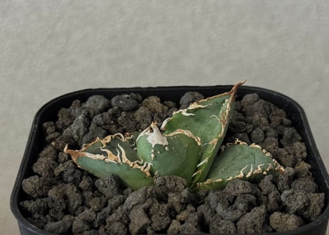 引き取り限定 渋谷 親株アガベ5個 鉢ごと 引き取り限定 渋谷 親株アガベ5個 鉢ごと ネットショップ・アガベ