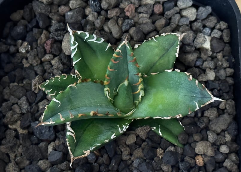 アガベ チタノタ リベレート Style of chika 天芽2頭 アガベ