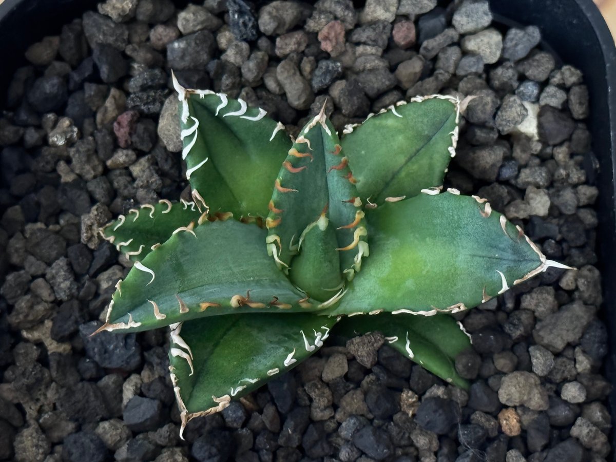 アガベ・チタノタ 徳尔塔(芽)-003|agave titanota Delta | Plus アガベ・チタノタ 徳尔塔(芽)-003|agave titanota Delta | Plus