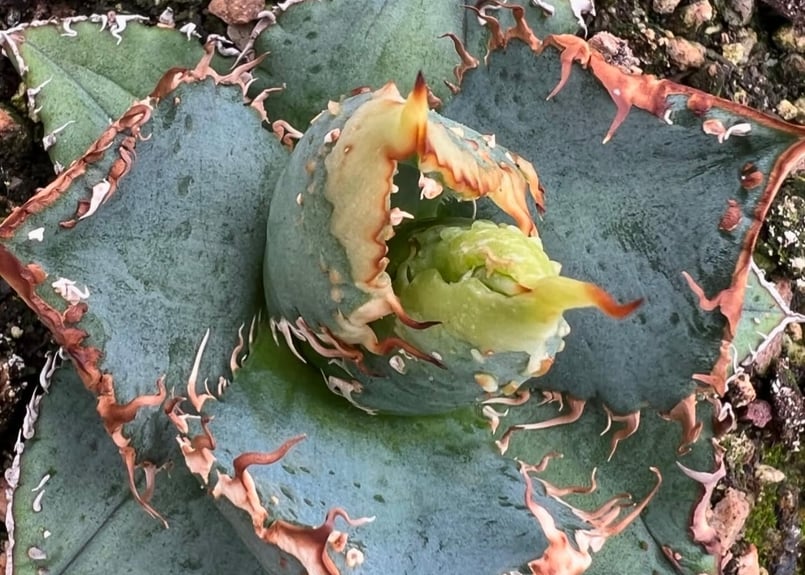 アガベ・チタノタ LQH_3(芽)-003｜agave titanota LQH_3 | Pl