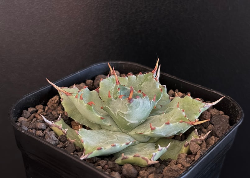 アガベ・姫蠍蟹 (小株)-003｜Agave gypsophila x isthmensis