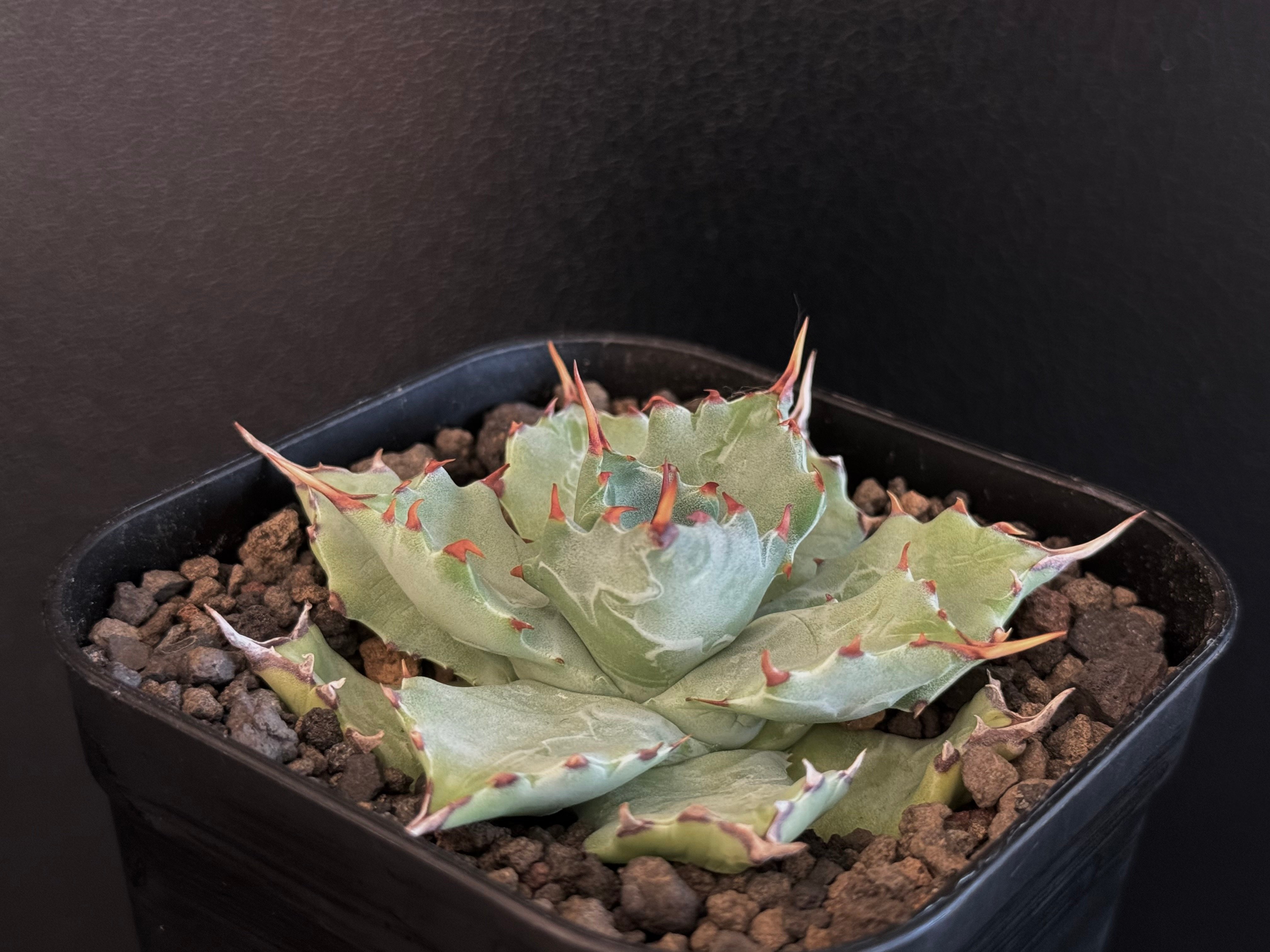 アガベ・姫蠍蟹 (小株)-003｜Agave gypsophila x isthmensis