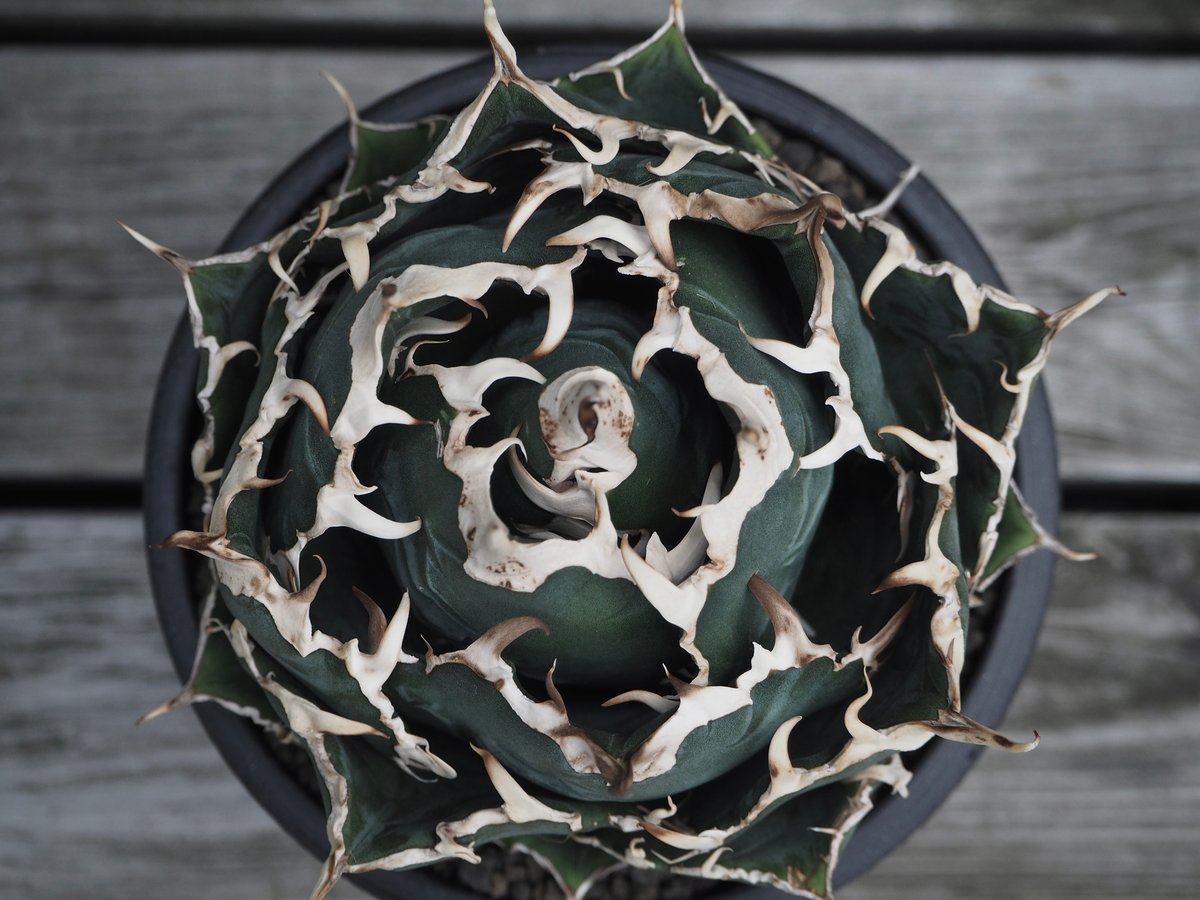 アガベ・チタノタ白鯨(ボールタイプ)中-062|agave titanota アガベ・チタノタ白鯨(ボールタイプ)中-062|agave titanota