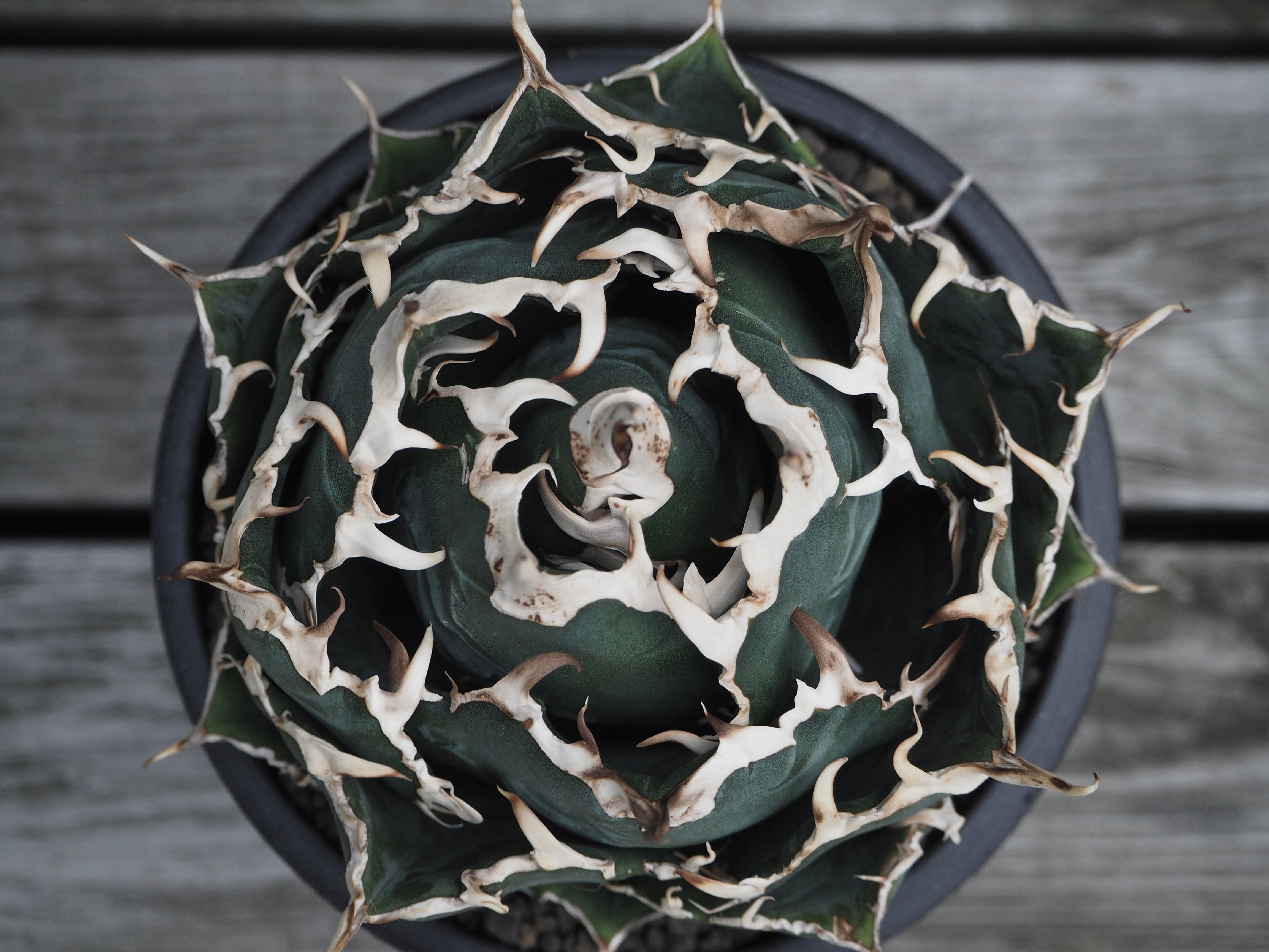 アガベ・チタノタ白鯨（ボールタイプ）中-062｜agave titanota white wh