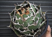 アガベ・チタノタ 白火焔(中/小)-006｜agave titanota white flam